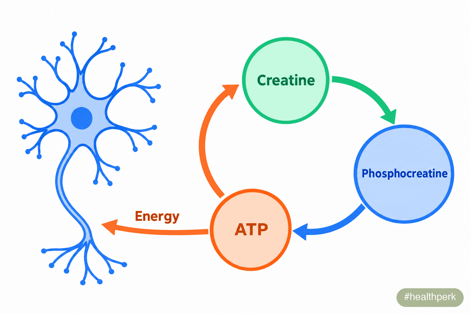 Schematic diagram of the phosphocreatine energy buffer in a brain cell, showing how creatine helps recycle ATP