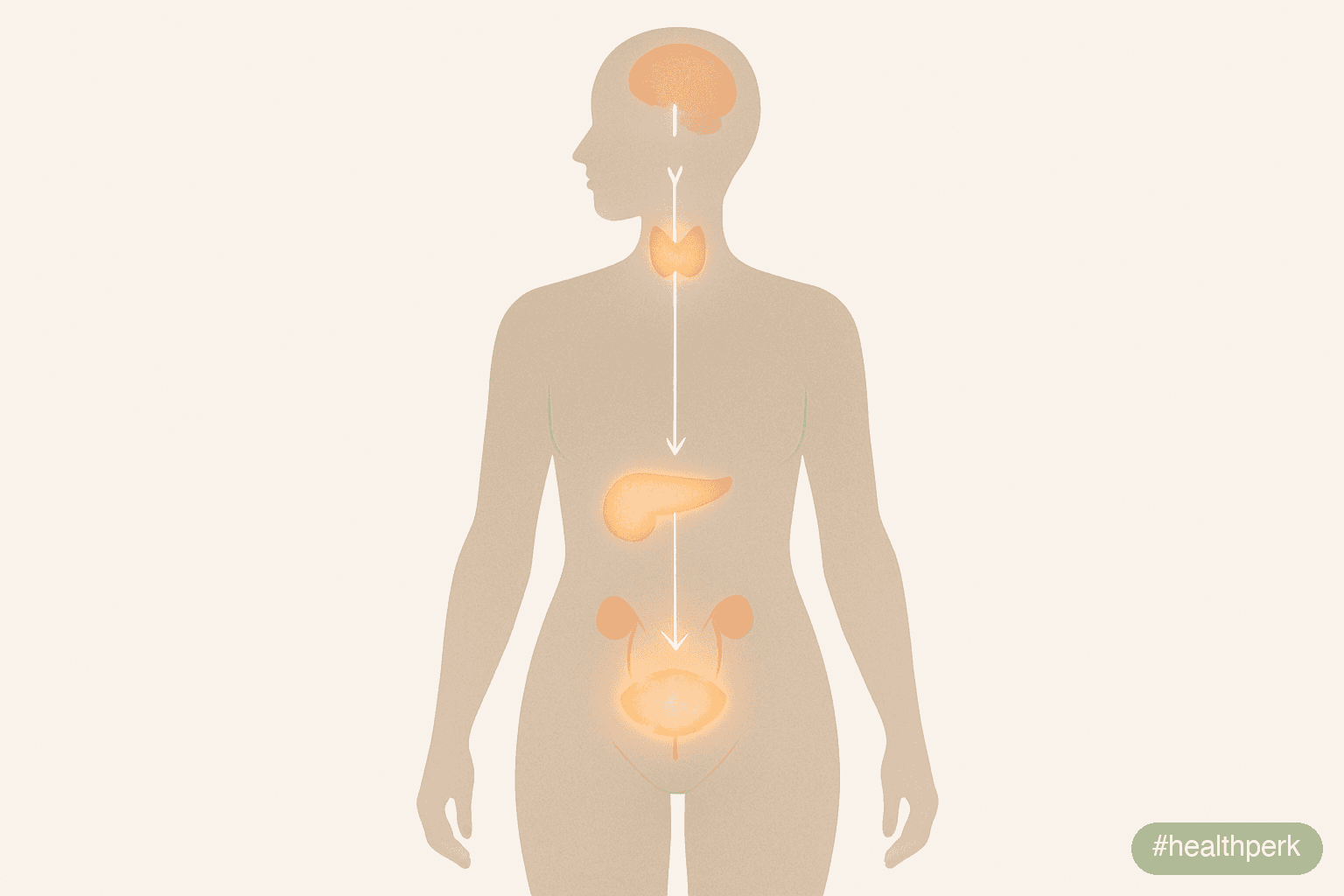 Illustration of a body diagram with arrows from the thyroid, adrenals, pancreas, ovaries, and pituitary pointing to fat tissue, showing the multi-organ contribution to hormonal imbalance weight gain