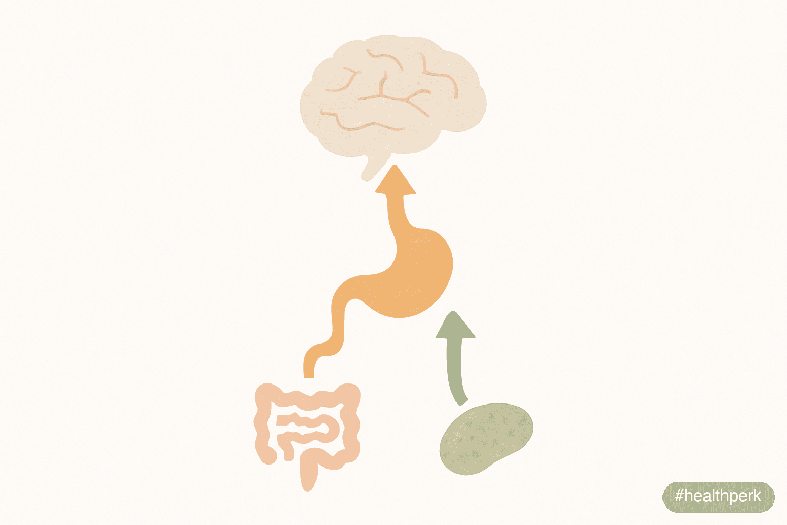 Illustration of hormone arrows around a stomach and brain — ghrelin pointing up from stomach, leptin and PYY pointing up from intestine and fat tissue toward brain — captioned to show appetite is a ho